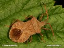 Squash Bug