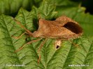 Squash Bug