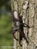 Stag Beetle