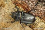 Stag Beetle