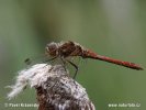 Steenrode heidelibel