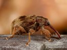 Stone Fruit Weevil