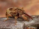 Stone Fruit Weevil