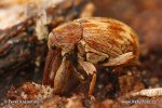 Stone Fruit Weevil