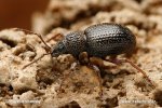 Strawberry Root Weevil