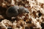 Strawberry Root Weevil