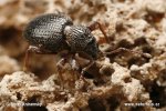 Strawberry Root Weevil