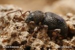 Strawberry Root Weevil