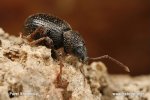Strawberry Root Weevil