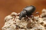 Strawberry Root Weevil