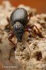 Strawberry Root Weevil