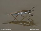 Surface Water Bug