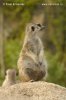 Suricate