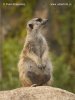 Suricate