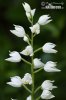 Sword-leaved Helleborine, Narrow-leaved Helleborine