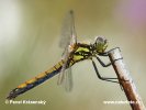 Sympetrum danae