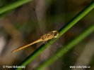 Sympetrum meridionale