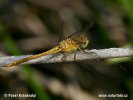 Sympetrum meridionale