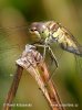 Sympetrum vulgatum