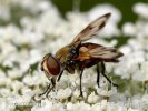 Tachinid Fly