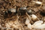 Tamsiarudė miško skruzdėlė