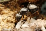 Tamsiarudė miško skruzdėlė