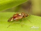 Tarnished plant Bug