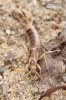 Tawny Earwig (Common Brown Earwig)