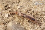 Tawny Earwig (Common Brown Earwig)