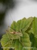 Tettigonia cantans