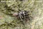 The Purseweb spider