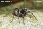 The Purseweb spider