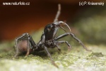 The Purseweb spider