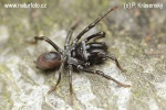 The Purseweb spider