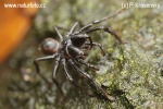 The Purseweb spider