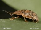 Tortoise Beetle