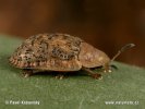 Tortoise Beetle