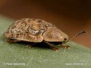 Tortoise Beetle