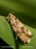 Tortrix Moth