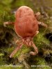 Trombidium holosericeum