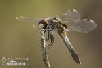 ulbous White-faced Darter Lilypad Whiteface