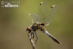 ulbous White-faced Darter Lilypad Whiteface