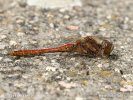 Vagrant Darter