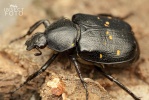 Variable chafer