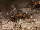 Velika rdeča mravlja