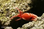 Velvet Mite