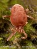 Velvet Mite