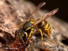 Vespula comune