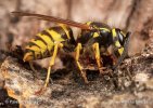 Vespula comune