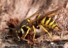 Vespula comune